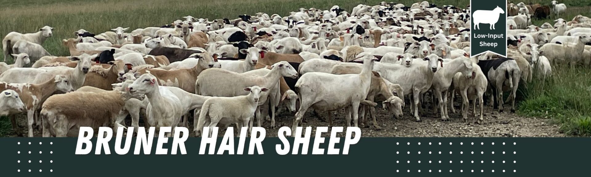 Bruner Hair Sheep - Hair Sheep for Sale