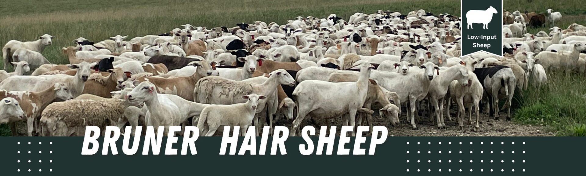 Bruner Hair Sheep - Hair Sheep Sales