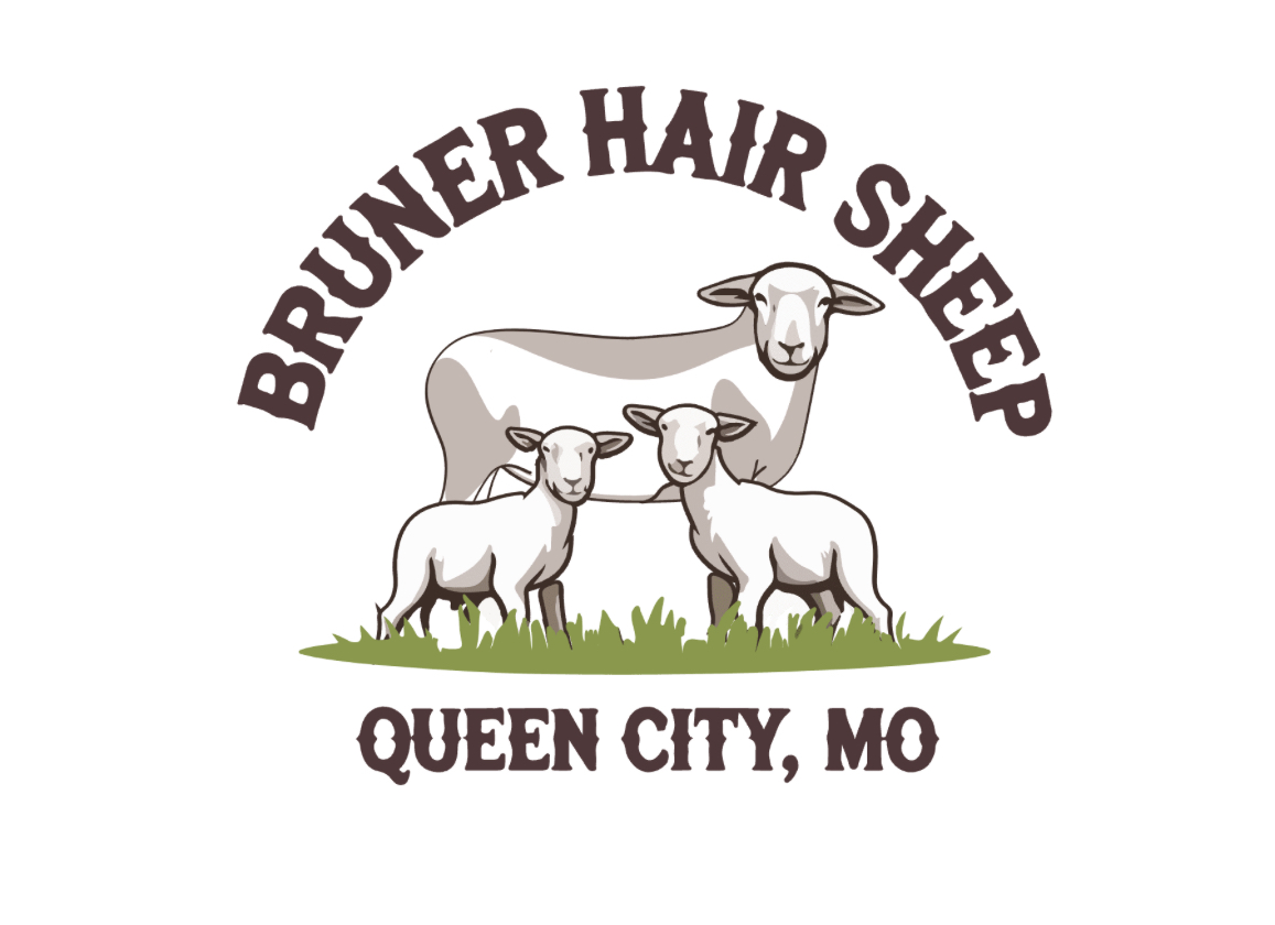 Bruner Hair Sheep