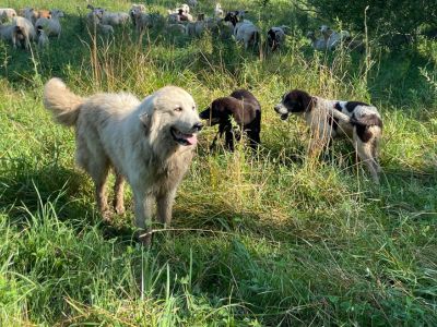 Our Guardian Dogs