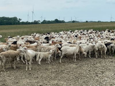 Short Hair Sheep Missouri